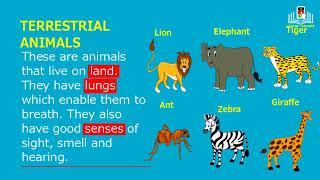 classifying animals based on habitat [upl. by Fisk]