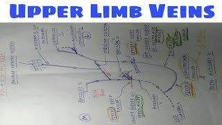 Venis of Upper Limb  Part 3  Diagram  The Charsi of Medical Literature  TCML [upl. by Geralda568]