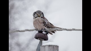 Northern Hawk Owl [upl. by Elesig]