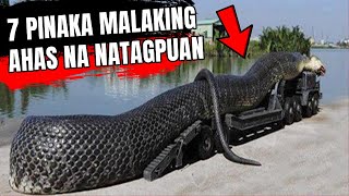 7 PINAKA MALAKING AHAS NA NATAGPUAN NG TAO [upl. by Adnylem]