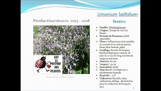 Jardinage fiche technique Limonium latifolium statice Plante vivace [upl. by Gunn]