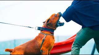 That Boerboel Smash his Arm  Boerboels GSD and Malinois Training [upl. by Suu]