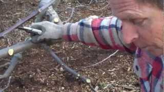 Pruning with Paul Part 1  Back to Eden Garden  L2Survive with Thatnub [upl. by Eatnoled]