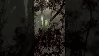 Brush tailed possum climbing up a gum tree [upl. by Cherice]