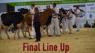 National Dairy ShowShowmanship Class C HolsteinJersey CalfJudge Michael Yates [upl. by Gerc]