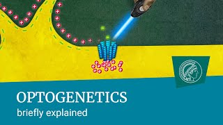 Optogenetics  briefly explained Turning nerve cells on and off using pulses of light [upl. by Andrade]