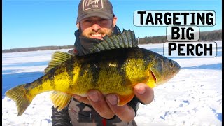 Ice Fishing For BIG PERCH  Underwater Footage [upl. by Bethina]