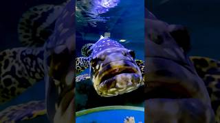 MONSTER FISH Vs WAVE MAKER paulstingray bumblebeegrouper [upl. by Airlee804]