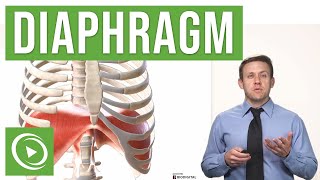 Anatomy of the Diaphragm  Lecturio Medical [upl. by Ettenotna]