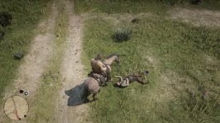 Red dead redemption 2 Horse kills owner [upl. by Adnala28]