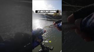 Snagging baitfish bassfishing fishing kayakbassfishing [upl. by Llezniuq]