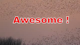 Beautiful Minsmere Murmuration A Mesmerizing Display [upl. by Ecirtemed215]