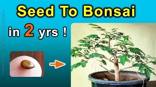 How To Grow Bonsai Trees From Seed  Subtitles Available [upl. by Mathews]