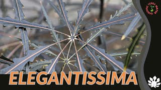 ELEGANTISSIMA Information and Care Tips Plerandra elegantissima [upl. by Ynnub]