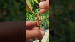 Outdoor plants care EP446 shortvideo [upl. by Ring]