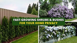 5 FastGrowing Shrubs and Bushes for Your Home Privacy 🌳🌲 [upl. by Schubert]