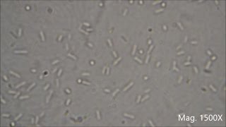 Bacteria under the Microscope E coli and S aureus [upl. by Eniarral]