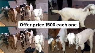 offer price 1800 each one location Bandlaguda gouse nagar 📞6281820431 [upl. by Yona677]