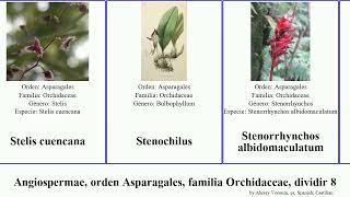 Angiospermae orden Asparagales familia Orchidaceae dividir 8 vanda sudamerlycaste sobralia dama [upl. by Krause]