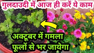 How to grow chrysanthemum Guldaudi Chrysenthemum Guldaudi plant care amp fertilizergreenhouse1 [upl. by Naejeillib]