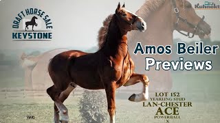 Previews amp Podcast for the Keystone Draft Horse Sale [upl. by Kohsa]