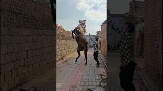 Hungry horse in kathiyawadi gopi 😱🔥desihorsetraining horse horseenthusiast horsefan horserid￼ [upl. by Ettennal873]