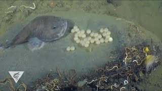 Brooding blob sculpin [upl. by Pearline229]