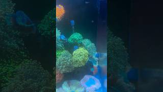 Healthy Frogspawn And Hammer Corals reeftank [upl. by Aurelie441]