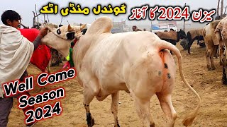 Gondal Mandi Attock Latest Update 8 January 2024  Athry Fatehjangi Bulls [upl. by Atinreb601]