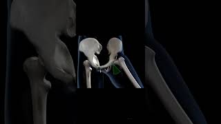 Motion of the hip joint Animation [upl. by Enelyar20]