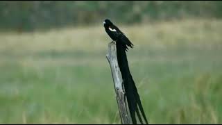 Long tailed Widowbird Euplectes progne [upl. by Erdried]