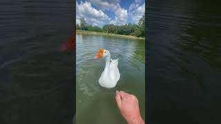 Man Demonstrates Goose Attack 101 And Shares Tactics to Protect Oneself  1531722 [upl. by Dew]