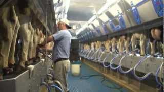 How 100 Canadian milk gets from farm to table [upl. by Friday]