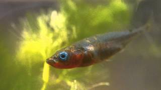 Male 3 Spined Stickleback in Breeding Colours [upl. by Crosby]