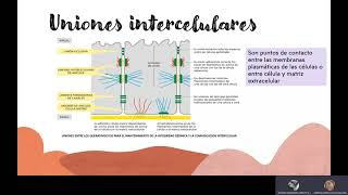 Queratinocitos Grupo 2 [upl. by Cutcheon]