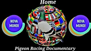 Racing pigeon Documentary Nova Mundi Home Jim Emerton Pigeon Books [upl. by Ateloj]