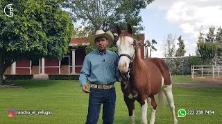 Visita a Rancho El Refugio  Sementales y Yeguas de Cría [upl. by Nitsyrk]