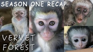 Amazing Baby Orphan Monkey Rescues  The Vervet Forest  Season 1 Recap [upl. by Nayra832]