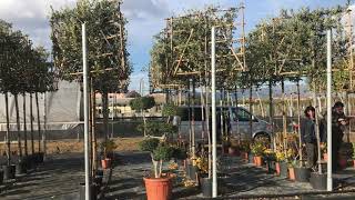 Pleached Quercus ilex [upl. by Ginsburg802]