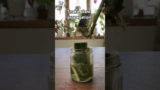 Snake plant propagationplantpropagation gardening shortsfeed [upl. by Ogait]