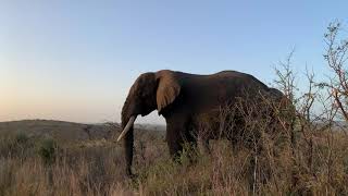 Hluhlwe Game Reserve Wildlife  Elephants Rhino Giraffe [upl. by Labannah]