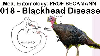 Medical Entomology 018 Blackhead Disease [upl. by Ijan]