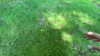 Broadleaf weed prevention black locust poison ivy and more Triclopyr 4 [upl. by Augustina]