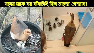 হতভাগা এক বন্য চিনা হাঁসের জীবন কাহিনী  পাখির গল্প  ৫১ The life story of Wild Duck [upl. by Idieh]