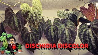 Dischidia Discorea małe ogarnianie [upl. by Aneg228]