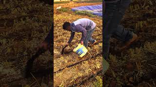 Pea sowing under zero tillage  Pea Farming gardening farming agriculture [upl. by Imugem]