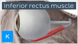 Inferior rectus muscle of the eye  Origin Insertion Function  Anatomy  Kenhub [upl. by Eidaj]