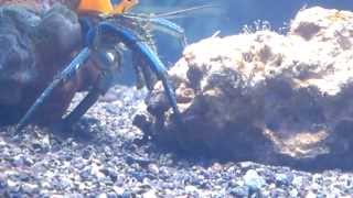 Hermit Crab eat hydroids [upl. by Noivad]