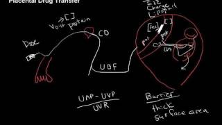 placental drug transferwmv [upl. by Heddy]