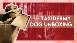 Unboxing a taxidermy dog  Pet taxidermy [upl. by Maddie]